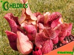SARRACENIA PURPUREA