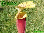 MK F213 Sarracenia Flava var. rubricorpora NC Form 2,AH SM 2006