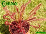 Drosera Capensis ALL RED FORM