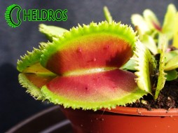 Dionaea Muscipula BRISTLE TOOTH - rare plant