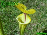 MK F38	Sarracenia Flava var. ornata,PM Heavily veined, Gulf Coast.