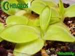 Tłustosz pinguicula Macrophylla