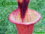 MK F112 Sarracenia Flava var. rubricorpora, Apalachicola National Forest, FL. Giant red tube,WPM,F39C