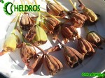 Darlingtonia californica seed pods