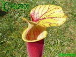 MK F213 Sarracenia Flava var. rubricorpora NC Form 2,AH SM 2006