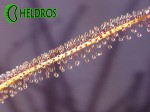 Rosiczka Drosera Filiformis RED