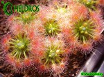 Drosera TRICHOCAULIS