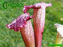 SX82 Sarracenia x "Pink Thing’’