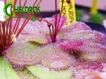 Adult Drosera MACROPHYLLA ssp. MONANTHA