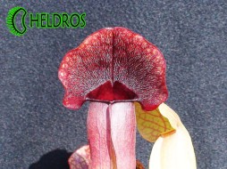 Sarracenia 'BARBAPAPA'