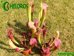 Sarracenia FIONA