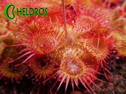 DROSERA SESSILIFOLIA - 20 seeds