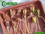 Darlingtonia californica seed pods
