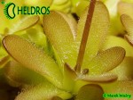 Tłustosz pinguicula cv. Crystal