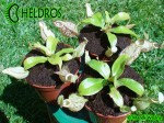 Nepenthes Dzbanecznik HOOKERIANA