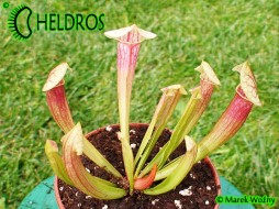 Sarracenia 'EVA'