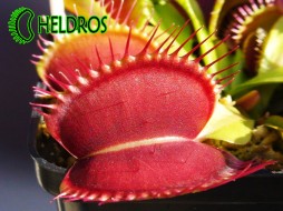 Dionaea Muscipula GIANT TRAP traps 5+cm MK DM27