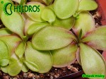 Pinguicula Tłustosz spec. Pachuca