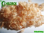 CEPHALOTUS FOLLICULARIS seeds