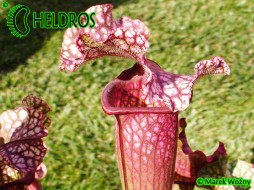 MK H40 Sarracenia x 'Victoria Morley'