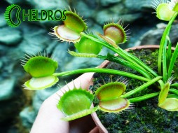 Dionaea Muscipula FREAK - very rare dionaea clone