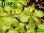 Pinguicula Rotundiflora Tamaulipas