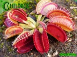 Dionaea Muscipula Muchołówka Louchapates