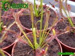 Oferowane na aukcji roślinki - doniczka 8cm / DROSERA CAPENSIS - typical reddish plant.
