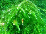 Mech Weeping Moss Vesicularia ferriei