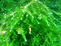 WEEPING MOSS - Vesicularia ferriei 80ml