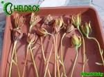 Darlingtonia californica seed pods