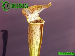 MK A20 Sarracenia Alata var. rubrioperculata