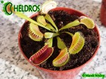 Dionaea Muscipula Muchołówka Louchapates