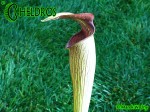 MK A21
Sarracenia Alata var. rubrioperculata. Heavy veined, red lid and throat. Perry County, MS W
