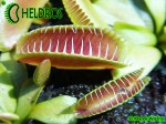 Muchołówka Dionaea Muscipula ALIEN