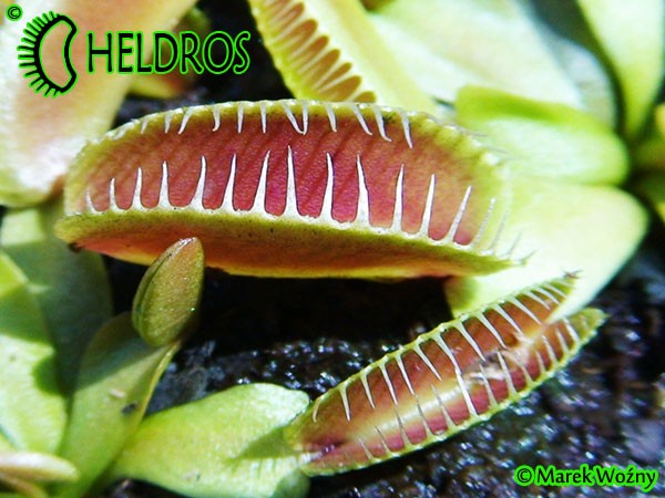 Muchołówka Dionaea Muscipula ALIEN