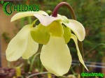 MK A20 Sarracenia Alata var. rubrioperculata. Red lid, maroon tinged bulbous upper pitchers, Stone Co. MS. Plant has huge stocky pitchers in autumn.