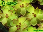 Pinguicula Tłustosz GRACILIS