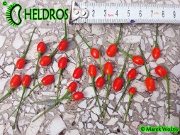 DWARF CHILTEPIN - 10 seeds