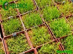 Sarracenia Seeds - Siewki kapturnicy - 5 miesięcy od wysiania