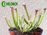 SARRACENIA LEUCOPHYLLA WhiteRed