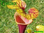 MK F76 Sarracenia Flava var. rubricorpora,Apalachicola National Forest, FL. W,F36,JA