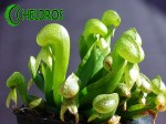Darlingtonia Kalifornijska Darlingtonia Californica