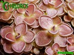 Pinguicula Tłustosz Ehlersiae Ixmiquilpan, Hidalgo, Mexico