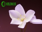 Flower of  Drosera MACROPHYLLA ssp. aff. MONANTHA. Kwiat Rosiczki MACROPHYLLA ssp. aff. MONANTHA