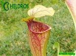 Kapturnica Sarracenia Oreophila OR01, RvL Heavely veined, Purple throat form.