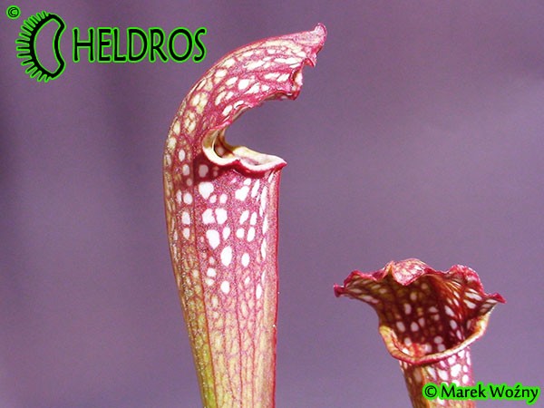 Sarracenia LADIES IN WAITING
