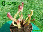 Kapturnica SARRACENIA x BARBAPAPA