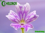 Tłustosz Pinguicula EMARGINATA