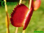 Muchołówka Dionaea Muscipula  Korean Melody Shark